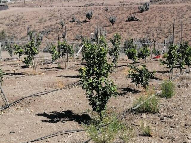 #1046 - Terreno Agricola para Venta en Ovalle - IV - 3