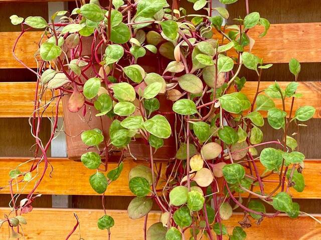  para  en  - 5